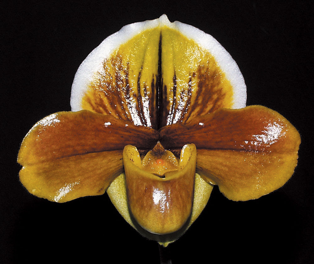 Close-up of a brown and white orchid on a black background of Paphiopedilum Killarney Gem ‘Chocolate Soldier’ HCC/AOS, BM/CSA