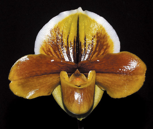 Close-up of a brown and white orchid on a black background of Paphiopedilum Killarney Gem ‘Chocolate Soldier’ HCC/AOS, BM/CSA