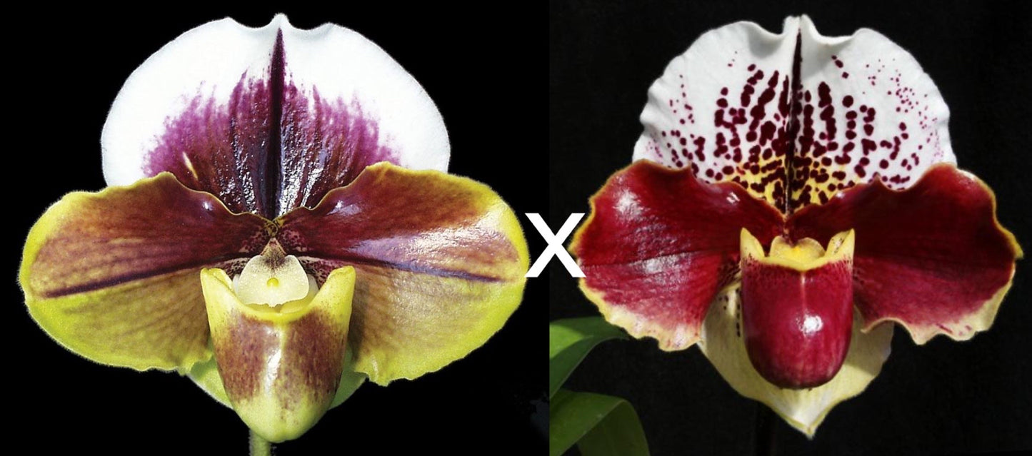 Complex paphiopedilum hybrid cultivars shown in flower side by side of Paphiopedilum King Frank 'Papa Aroha' x Jenna Marie 'Sparkle' AM/AOS, S/19WOC