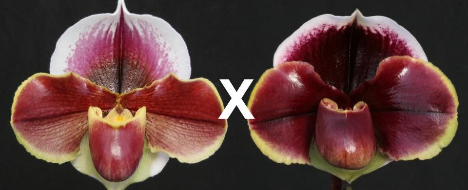 Complex paphiopedilum hybrid cultivars shown in flower side by side of Paphiopedilum (King Frank x Far Horizon) 'Red Dawn' x Dark Fantasy 'Double Eclipse'