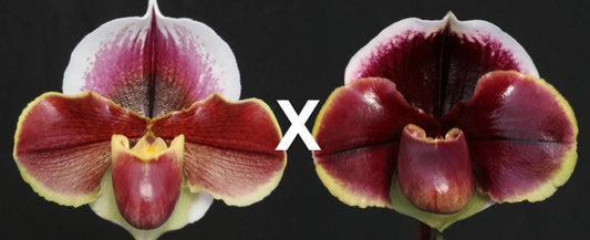 Complex paphiopedilum hybrid cultivars shown in flower side by side of Paphiopedilum (King Frank x Far Horizon) 'Red Dawn' x Dark Fantasy 'Double Eclipse'