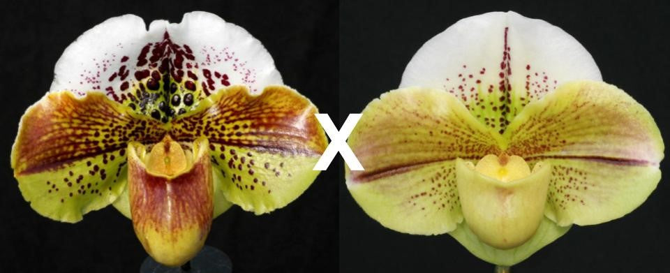 Complex paphiopedilum hybrid cultivars shown in flower side by side of Paphiopedilum Kinzua 'Buffo' AM/AOS x (Shillelagh x Acclamation) 'Mega Moon'