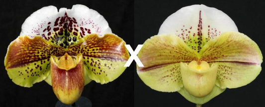 Complex paphiopedilum hybrid cultivars shown in flower side by side of Paphiopedilum Kinzua 'Buffo' AM/AOS x (Shillelagh x Acclamation) 'Mega Moon'