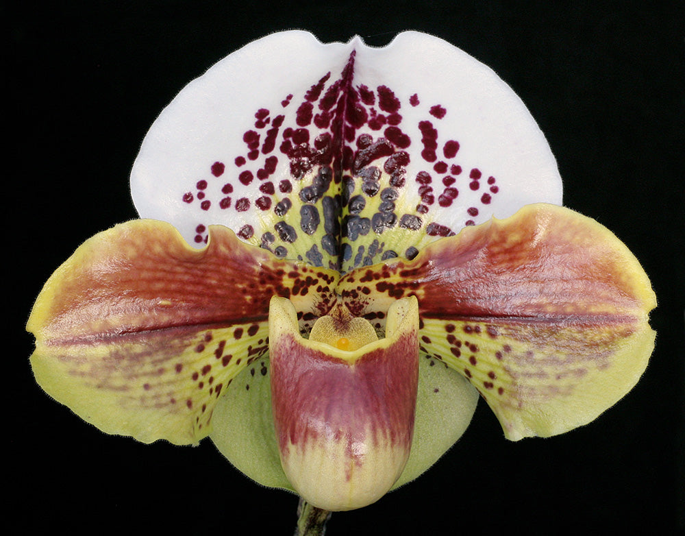 A close-up image of a Paphiopedilum Kinzua 'Buffo' orchid flower with a predominantly green and white color scheme, with spots and reddish tones.