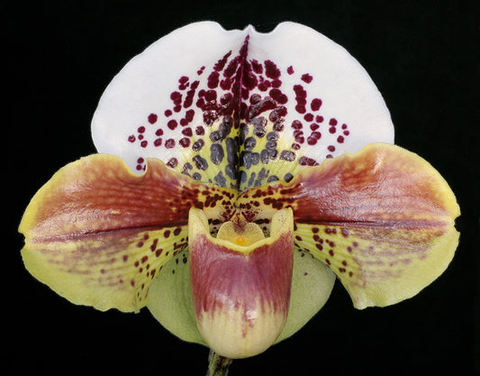 A close-up image of a Paphiopedilum Kinzua 'Buffo' orchid flower with a predominantly green and white color scheme, with spots and reddish tones.