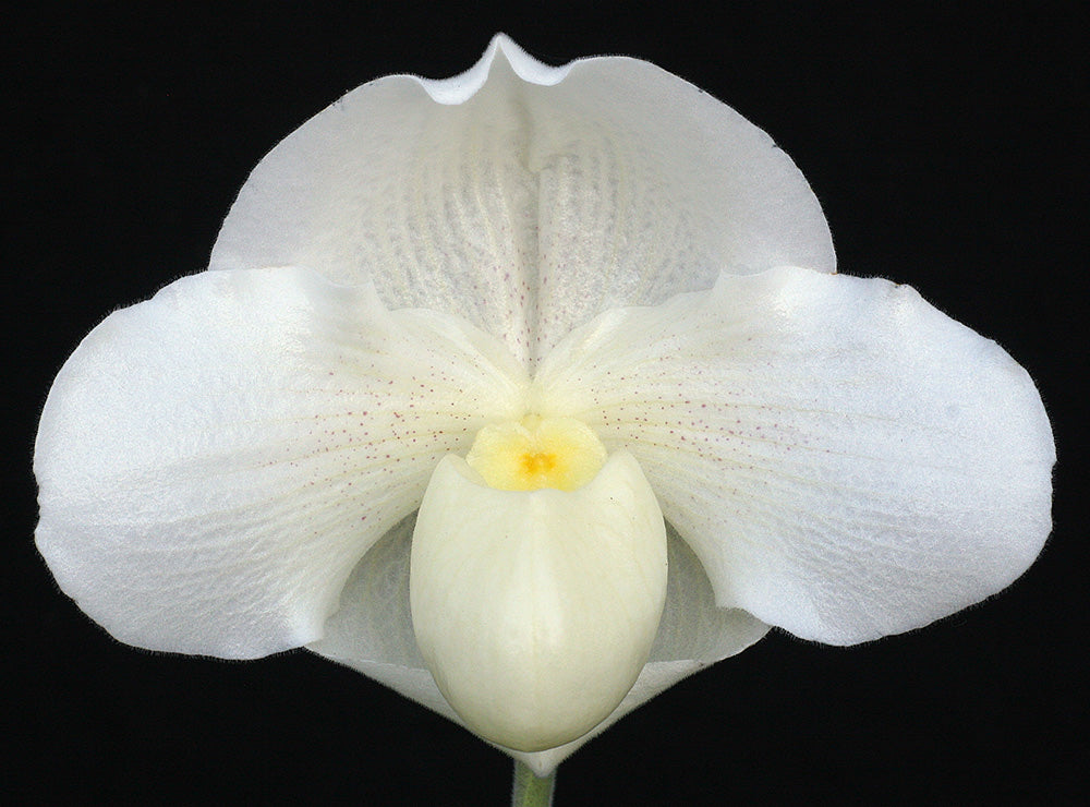 White orchid flower against a black background of Paphiopedilum Knight’s Chalice ‘Silver Chalice’ G/JOGA