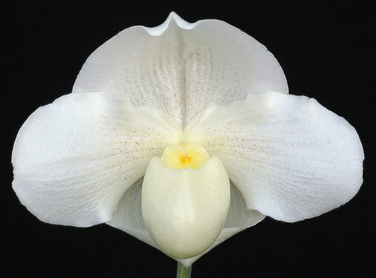 White orchid flower against a black background of Paphiopedilum Knight’s Chalice ‘Silver Chalice’ G/JOGA