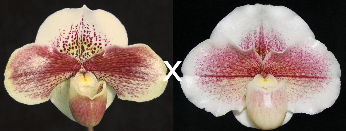 Two images of orchid flowers, one with the flower facing up and the other with the flower facing sideways, against a black background.