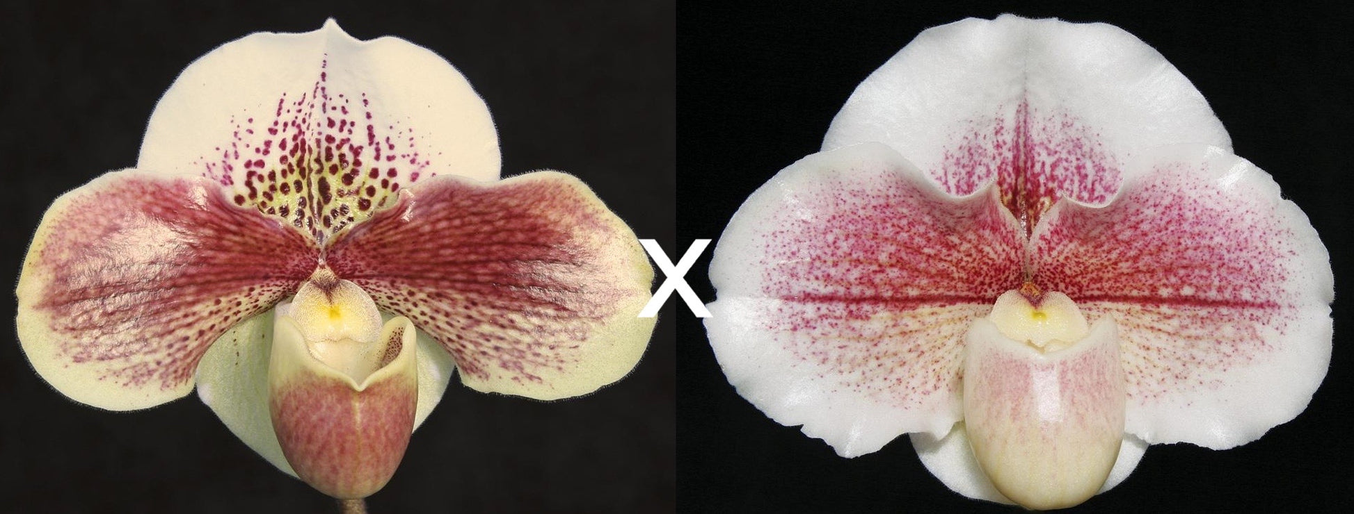 Two images of orchid flowers, one with the flower facing up and the other with the flower facing sideways, against a black background.