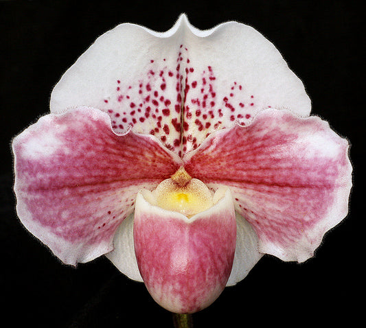 Complex paphiopedilum hybrid cultivar of Paphiopedilum Lady Luck ‘Pretty in Pink'
