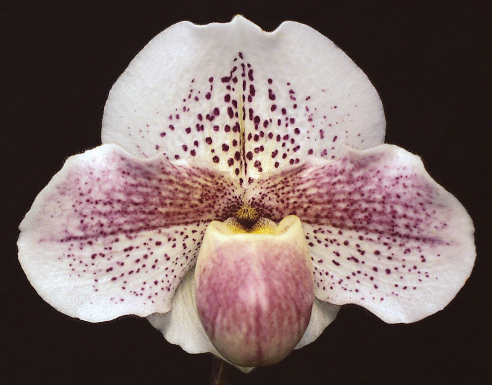 Close-up of a pink and white spotted orchid flower against a black background