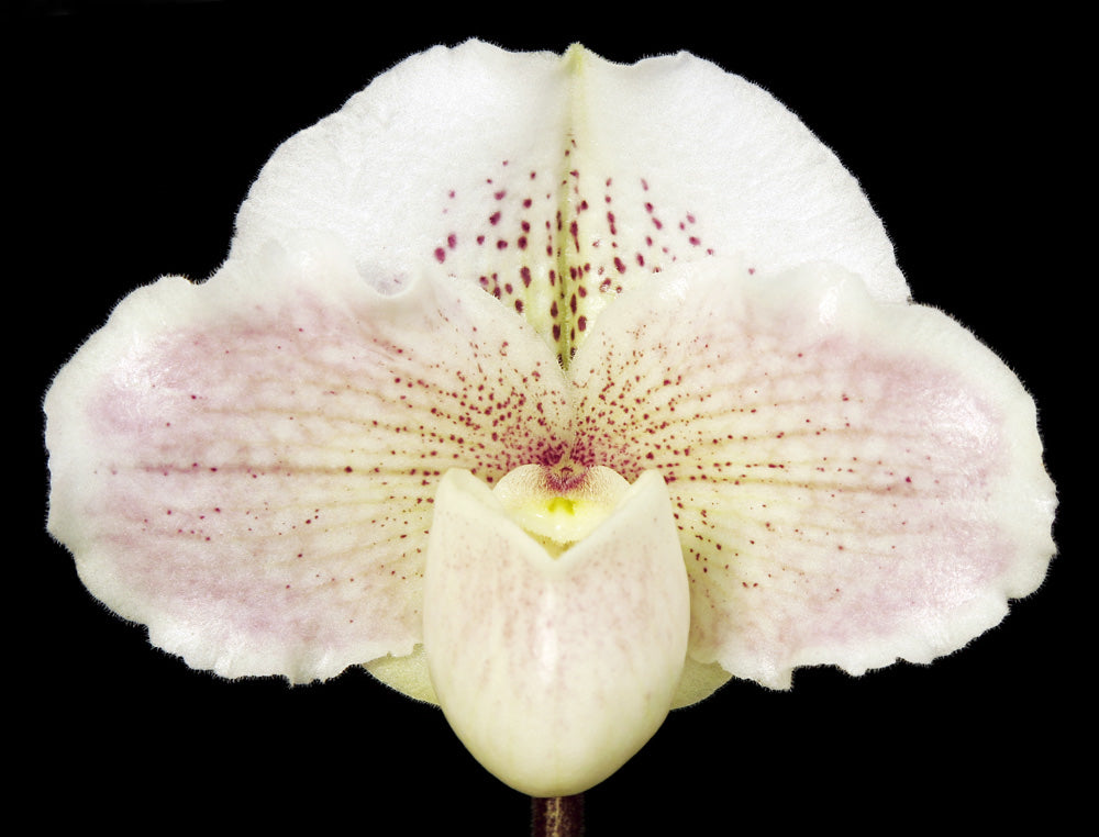 Close-up of a white orchid with pink speckles on a black background