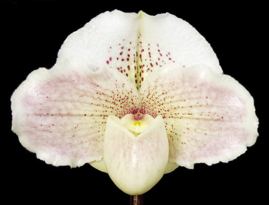Close-up of a white orchid with pink speckles on a black background