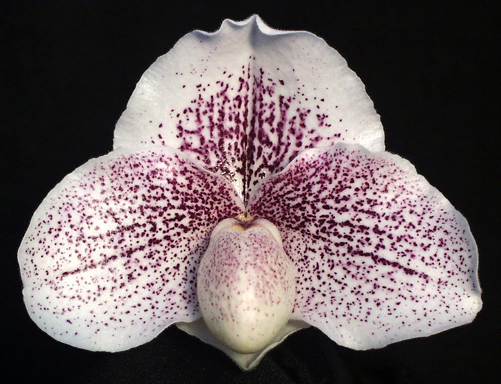 White orchid with purple speckles on a black background