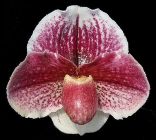 Close-up of a pink and white spotted orchid on a black background
