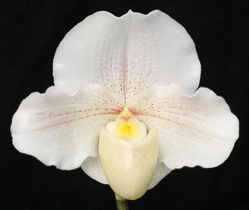 White orchid flower on a black background