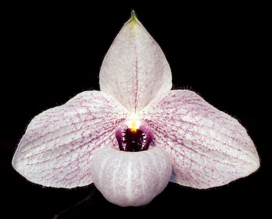 White orchid flower with a black background