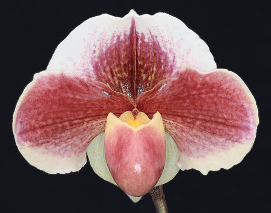 A close-up image of a Paphiopedilum orchid flower with pink and white petals and a red center.