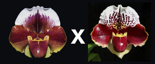 Two images of a red and white orchid with a multiplication symbol between them.