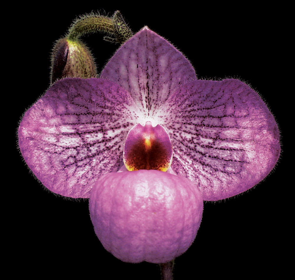 Close-up of a purple orchid flower on a black background of Paphiopedilum Magic Lantern ‘Candor Pink Perfection’ AM/AOS