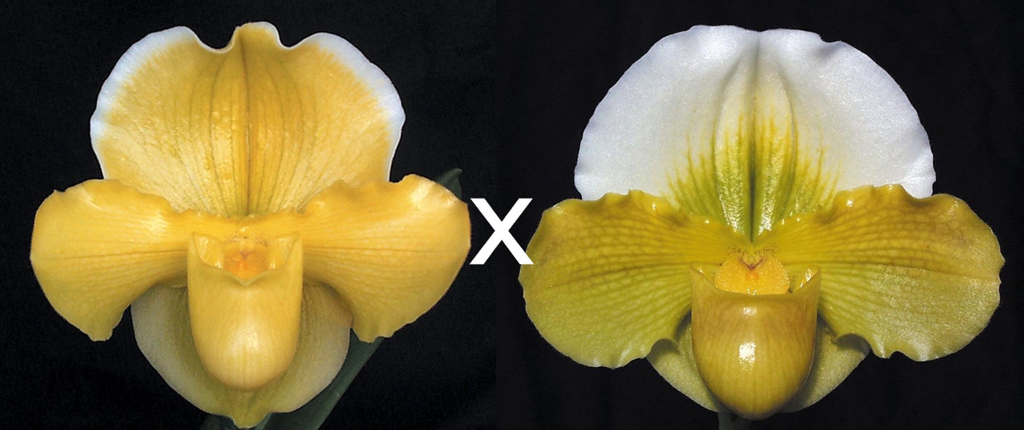 Complex paphiopedilum hybrid cultivars shown in flower side by side of Paphiopedilum Magic Mood 'Royal Sunshine'HCC/AOS x Valerie Tonkin 'Exception'