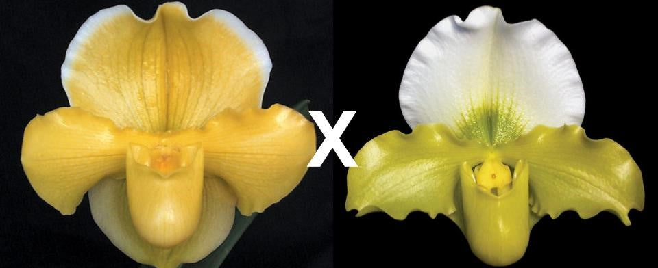 Complex paphiopedilum hybrid cultivars shown in flower side by side of Paphiopedilum Magic Mood 'Royal Sunshine'HCC/AOS x Yerba Nueva 'San Carlos'HCC