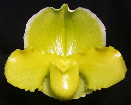 Complex paphiopedilum hybrid cultivar of a Paphiopedilum Magic Sun