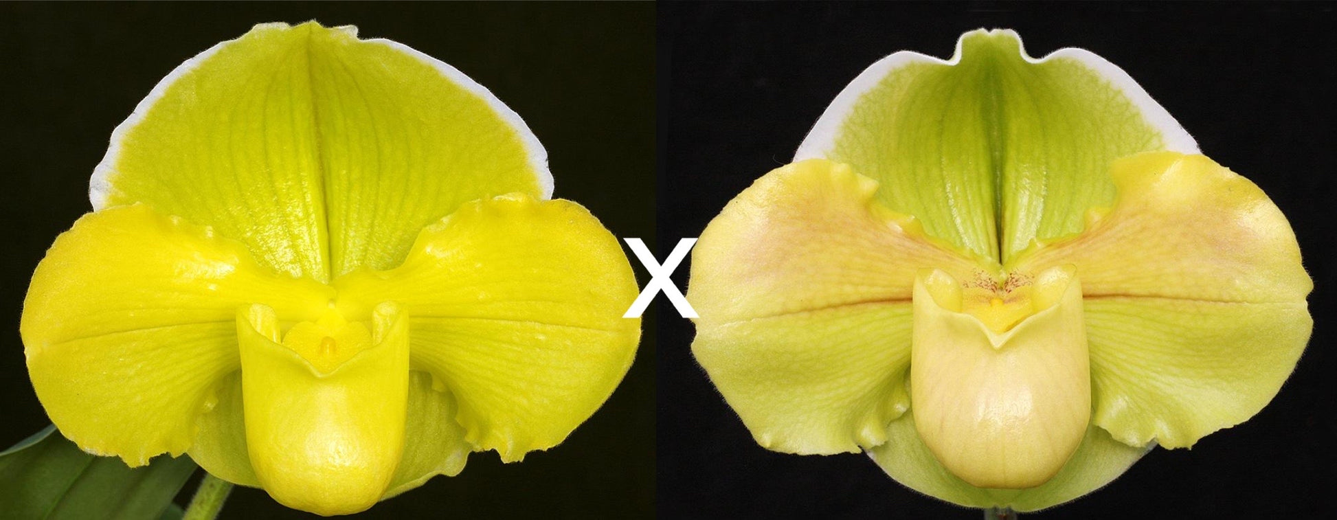 Complex paphiopedilum hybrid cultivars shown in flower side by side of Paphiopedilum Magic Sun 'Solar Eclipse' x Mem. Robert Weltz 'Enchanted Orb'