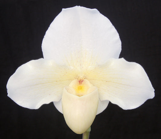 A close-up image of a white orchid flower with a yellow center, exhibiting the details of the petals and the flower's head.