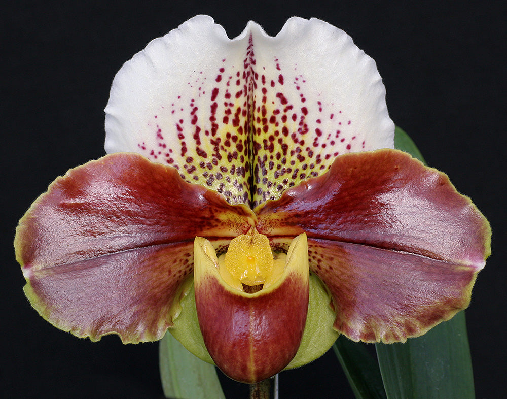 Paphiopedilum Mem. Jack Tonkin 'MSG'AM/AOS x Jenna Marie 'Sparkle' AM/AOS, S/19WOC