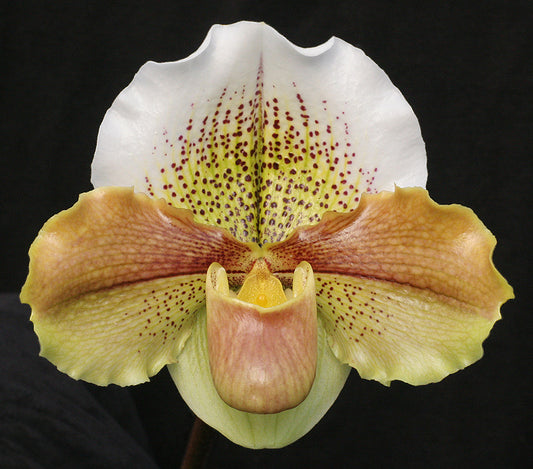 Complex paphiopedilum hybrid cultivar of  Paphiopedilum Mem. Jack Tonkin 'Marriott Spotted Galaxy' AM/AOS
