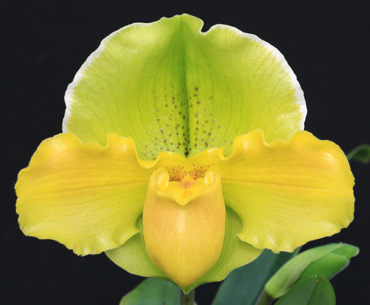 Close-up of a yellow orchid flower against a black background of Paphiopedilum Metolius River  ‘Sunlight Serenade’ AM/AOS