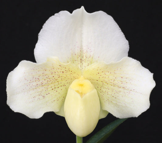 Complex paphiopedilum hybrid cultivar of Paphiopedilum Mishima Elf  ‘Winter Mist’