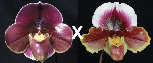 An image showing two orchid flowers, one with purple petals and the other with white petals, labeled 'Paphiopedilum Miss Wonderful'.