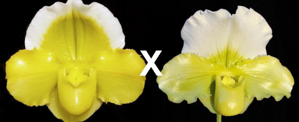 This image displays the Paphiopedilum Monumentvibrant coloration.