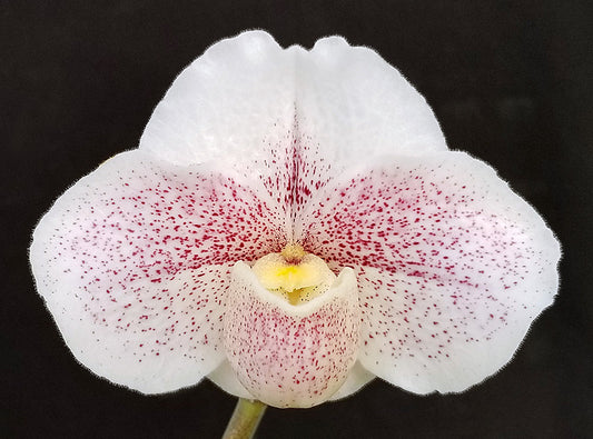 Close-up of a white orchid with red speckles on a black background of Paphiopedilum Mystic Friendship  ‘Moonlight Mist’