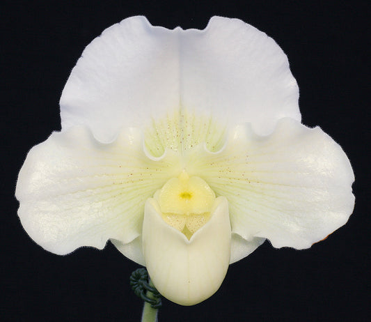 White orchid flower on a black background