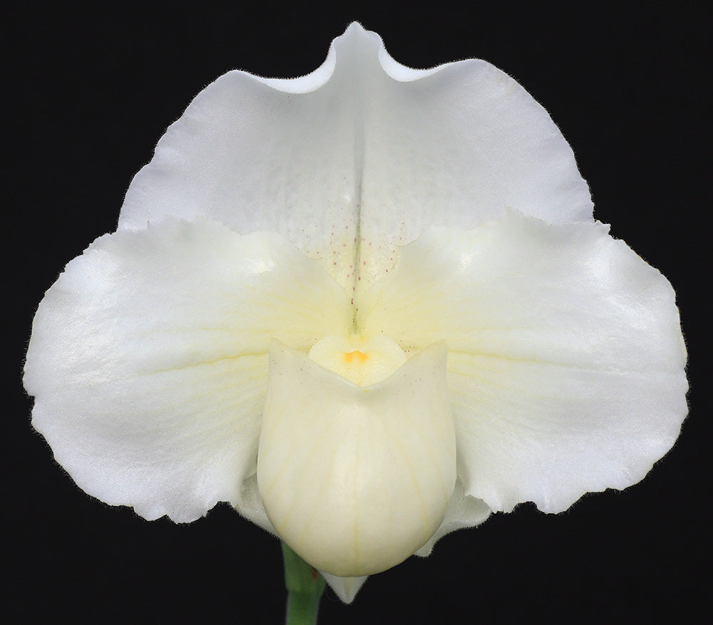 Complex paphiopedilum hybrid cultivar of Paphiopedilum Mystic Knight  ‘Powerhouse’ AM/AOS