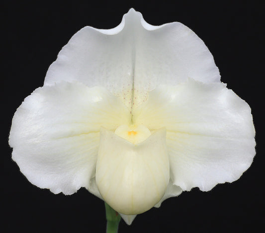 Complex paphiopedilum hybrid cultivar of Paphiopedilum Mystic Knight  ‘Powerhouse’ AM/AOS