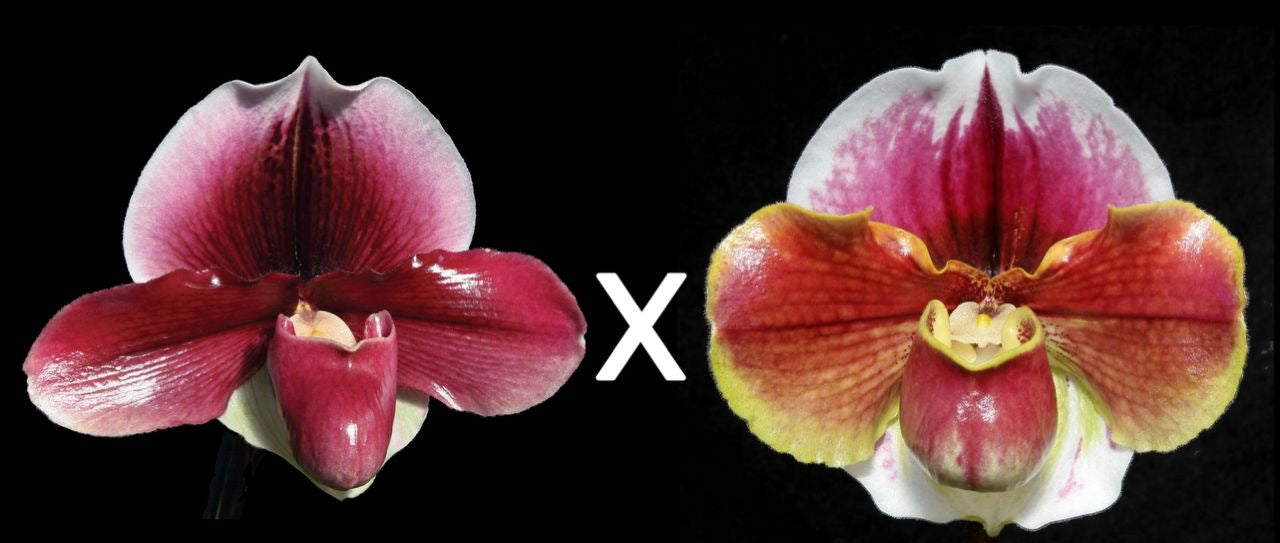 Complex paphiopedilum hybrid cultivars shown in flower side by side of Paphiopedilum New Direction 'Blumen Insel' x Solar Burn 'Orbit'