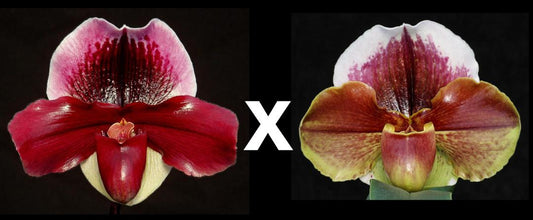 Complex paphiopedilum hybrid cultivars shown in flower side by side of Paphiopedilum New Direction 'Weltz Sonata Lavender' AM/AOS x Eastern Monarch 'Powerhouse'