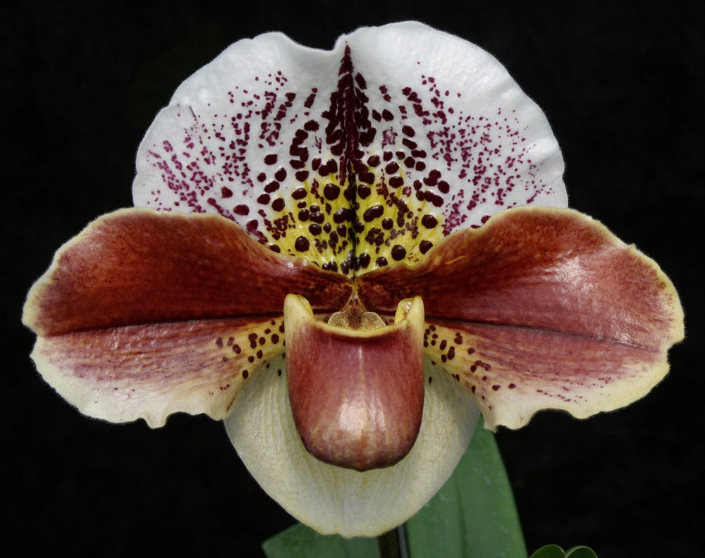 Close-up of a unique orchid with spotted petals on a black background of Paphiopedilum Next Generation