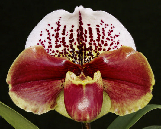 Complex paphiopedilum hybrid cultivar shown in flower of  Paphiopedilum Next Generation 'Amazon King' x (Anna Szabo x Willowcrest) 'Red Moon'