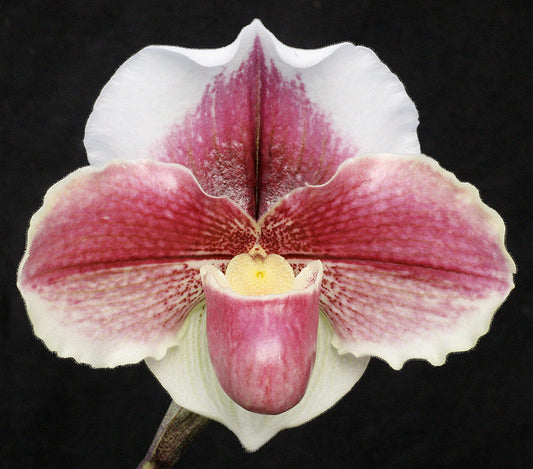 Complex paphiopedilum hybrid cultivar of a Paphiopedilum Obsession
