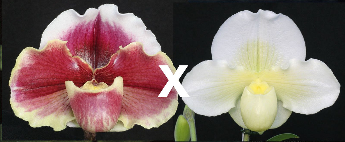 Complex paphiopedilum hybrid cultivars shown in flower side by side of Paphiopedilum Obsession 'Mulberry Moon' x (Frosty Clover x Incan Treasure) 'Avalanche'