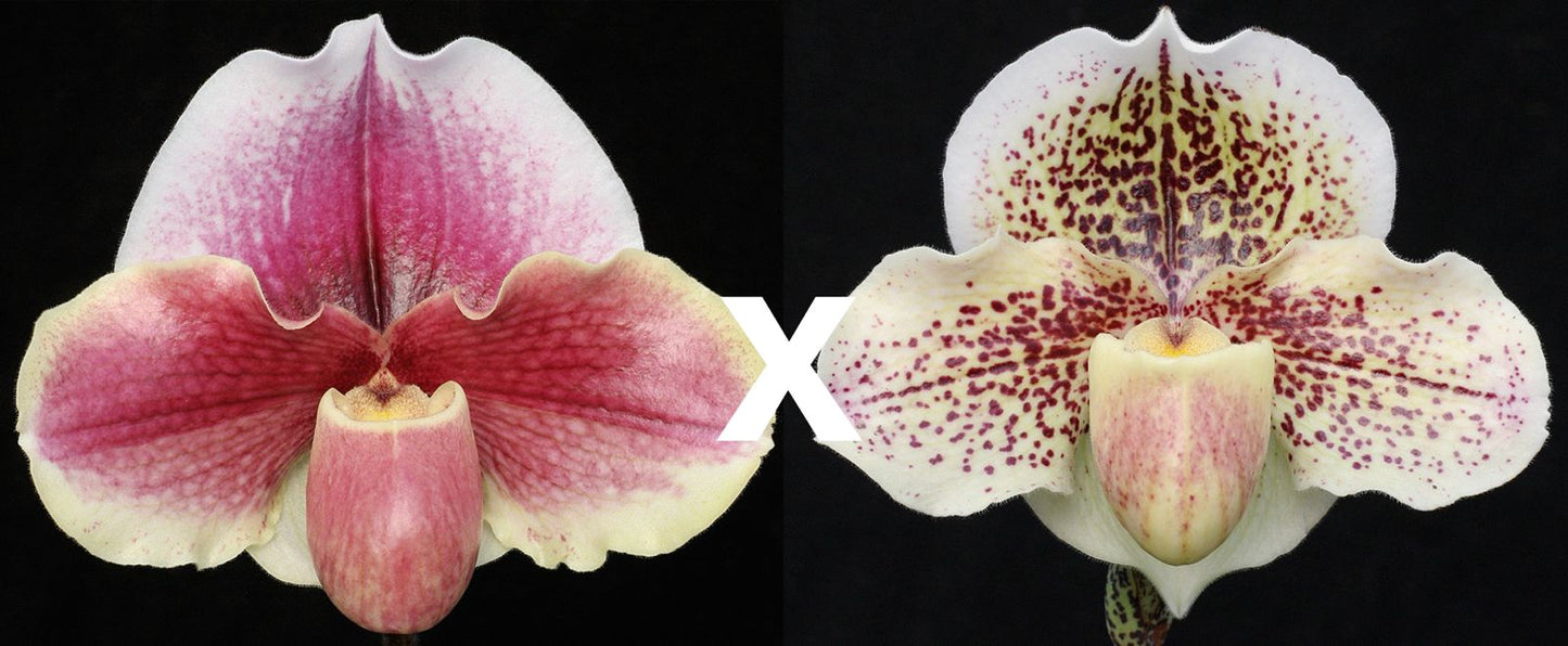 Complex paphiopedilum hybrid cultivar of Paphiopedilum Obsession 'Rose Reverie' x Fantasy 'Petal Power'