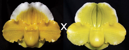 Complex paphiopedilum hybrid cultivars shown in flower side by side of Paphiopedilum Pacific Gege
