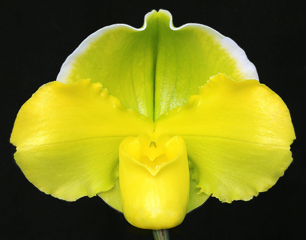 A close-up image of a Paphiopedilum Pacific Glory orchid with green and yellow flowers.
