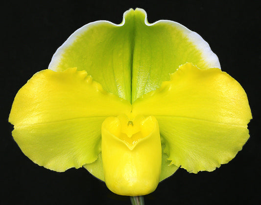 A close-up image of a Paphiopedilum Pacific Glory orchid with green and yellow flowers.