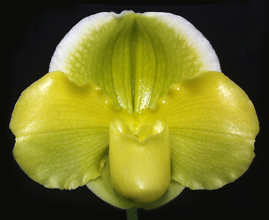 Complex paphiopedilum hybrid cultivar of  Paphiopedilum Pacific Shamrock 'Lucky' AM